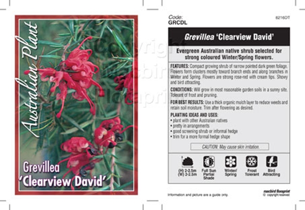 Picture of GREVILLEA CLEARVIEW DAVID                                                                                                                             