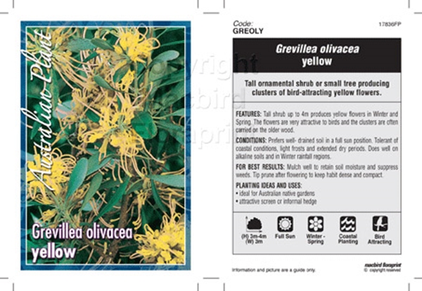 Picture of GREVILLEA OLIVACEA YELLOW OLIVE LEAF                                                                                                                  