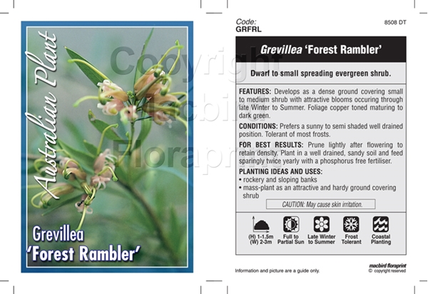Picture of GREVILLEA FOREST RAMBLER                                                                                                                              