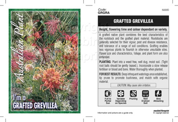 Picture of GREVILLEA I&#39;M A GRAFTED GREVILLEA                                                                                                                 