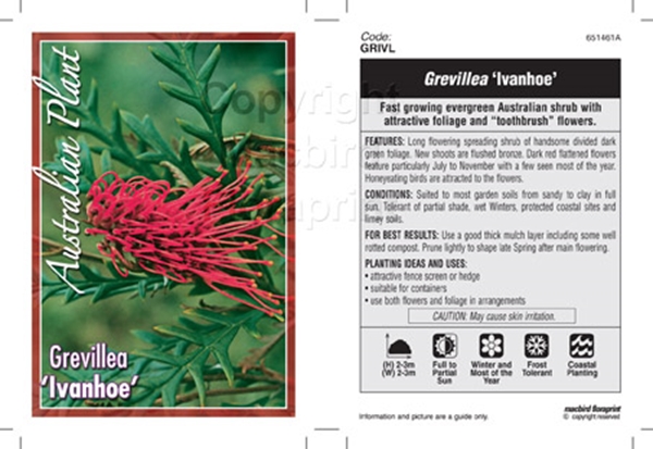 Picture of GREVILLEA IVANHOE                                                                                                                                     