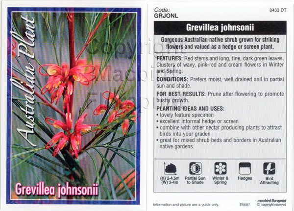 Picture of GREVILLEA JOHNSONII                                                                                                                                   