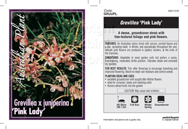 Picture of GREVILLEA JUNIPERINA PINK LADY                                                                                                                        