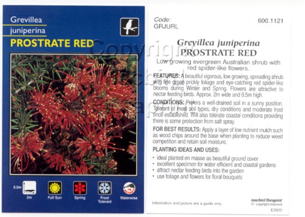 Picture of GREVILLEA JUNIPERINA PROSTRATE RED                                                                                                                    