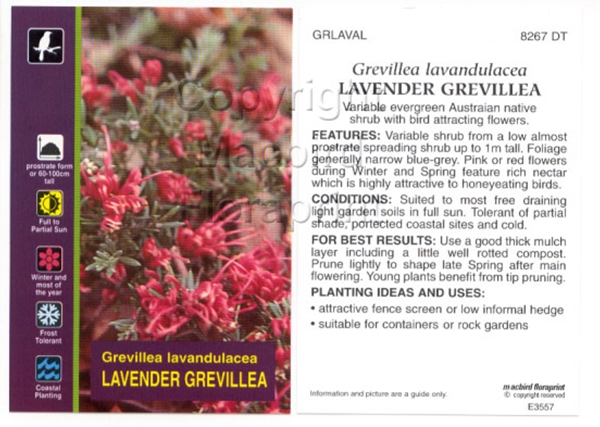 Picture of GREVILLEA LAVANDULACEA LAVENDER GREVILLEA                                                                                                             
