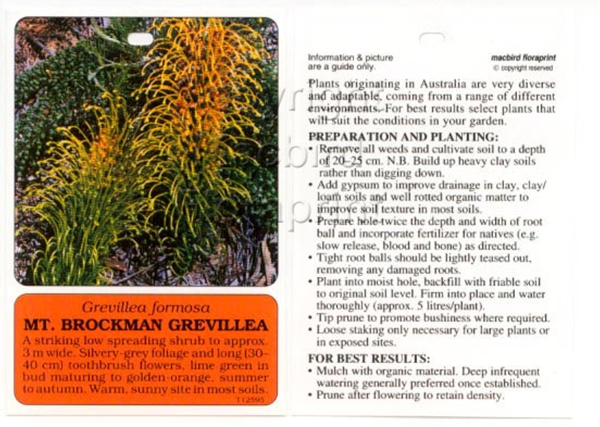 Picture of GREVILLEA FORMOSA MT BROCKMAN                                                                                                                         