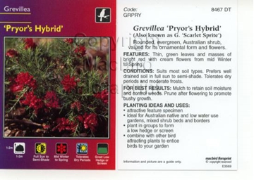 Picture of GREVILLEA PRYORS HYBRID                                                                                                                               
