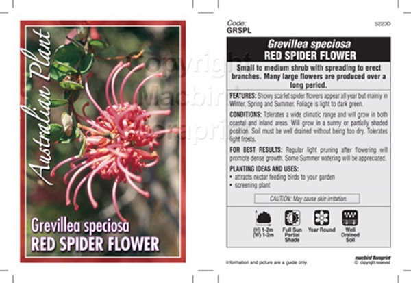 Picture of GREVILLEA SPECIOSA RED SPIDER FLOWER                                                                                                                  