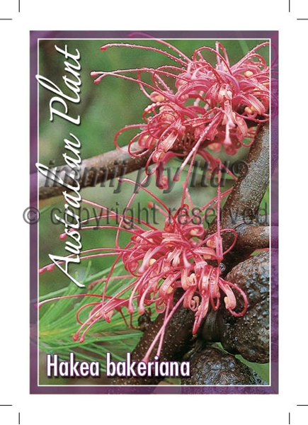 Picture of HAKEA BAKERIANA                                                                                                                                       