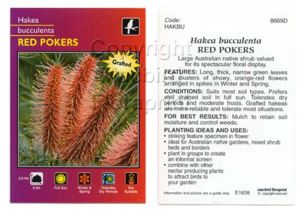 Picture of HAKEA BUCCULENTA GRAFTED RED POKERS                                                                                                                   