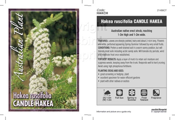 Picture of HAKEA RUSCIFOLIA CANDLE HAKEA                                                                                                                         