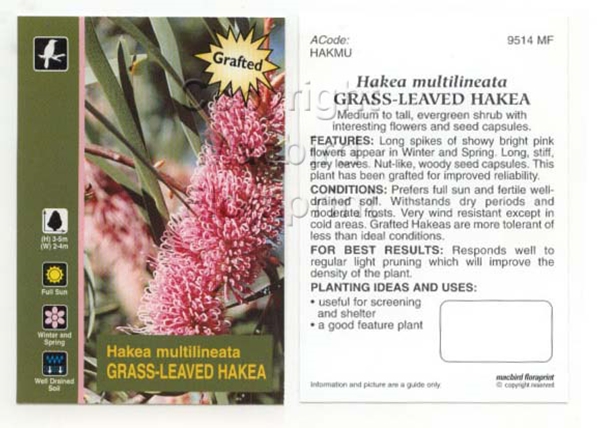 Picture of HAKEA MULTILINEATA GRAFTED                                                                                                                            