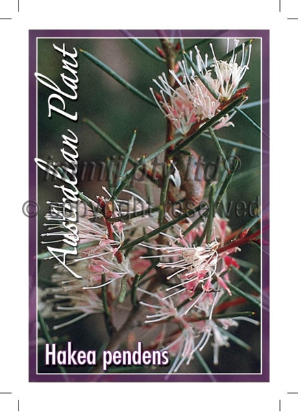 Picture of HAKEA PENDENS                                                                                                                                         