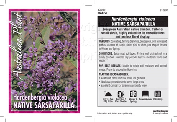 Picture of HARDENBERGIA VIOLACEA NATIVE SARSAPARILLA                                                                                                             