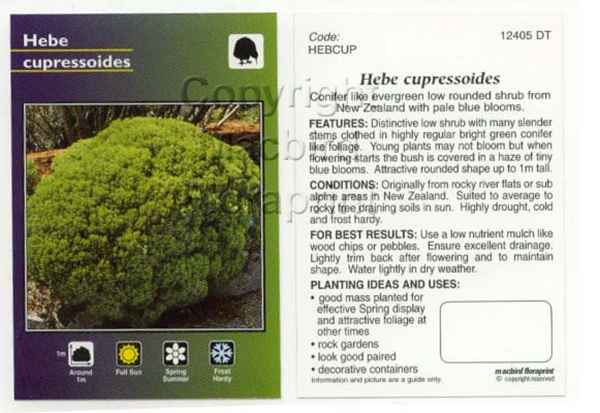 Picture of HEBE CUPRESSOIDES                                                                                                                                     