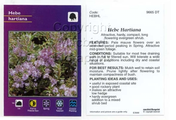 Picture of HEBE HARTIANA                                                                                                                                         