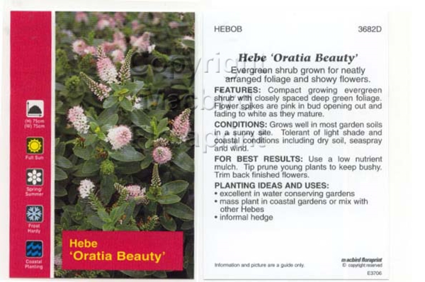 Picture of HEBE ORATIA BEAUTY                                                                                                                                    