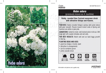 Picture of HEBE ODORA SYN BUXIFOLIA                                                                                                                              