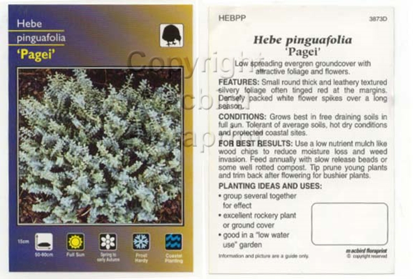 Picture of HEBE PINGUIFOLIA PAGEI                                                                                                                                