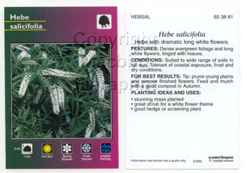 Picture of HEBE SALICIFOLIA                                                                                                                                      