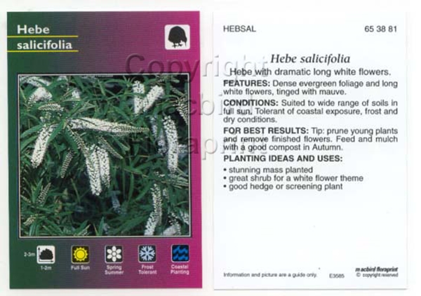 Picture of HEBE SALICIFOLIA                                                                                                                                      