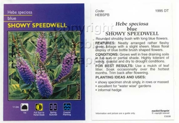 Picture of HEBE SPECIOSA BLUE                                                                                                                                    