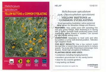 Picture of HELICHRYSUM APICULATUM                                                                                                                                