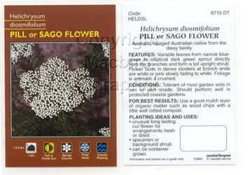 Picture of HELICHRYSUM DIOSMIFOLIUM SAGO FLOWER                                                                                                                  