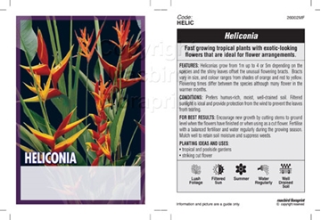 Picture of HOUSEPLANT HELICONIA (MIXED PICTURE)                                                                                                                  