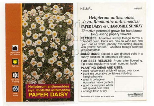 Picture of HELIPTERUM ANTHEMOIDES PAPER DAISY                                                                                                                    