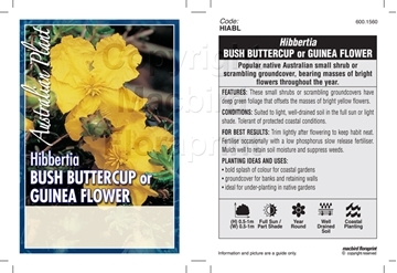 Picture of HIBBERTIA BUSH BUTTERCUP                                                                                                                              