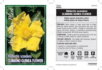 Picture of HIBBERTIA SCANDENS CLIMBING GUINEA FLOWER                                                                                                             