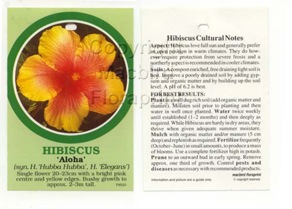 Picture of HIBISCUS ALOHA (SYN HUBBA HUBBA, H. ELEGANS)                                                                                                          
