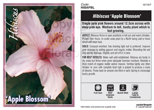 Picture of HIBISCUS APPLE BLOSSOM                                                                                                                                