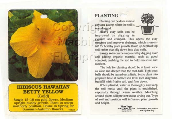 Picture of HIBISCUS HAWAIIAN BETTY YELLOW GOLD                                                                                                                   
