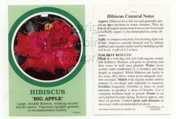 Picture of HIBISCUS BIG APPLE                                                                                                                                    