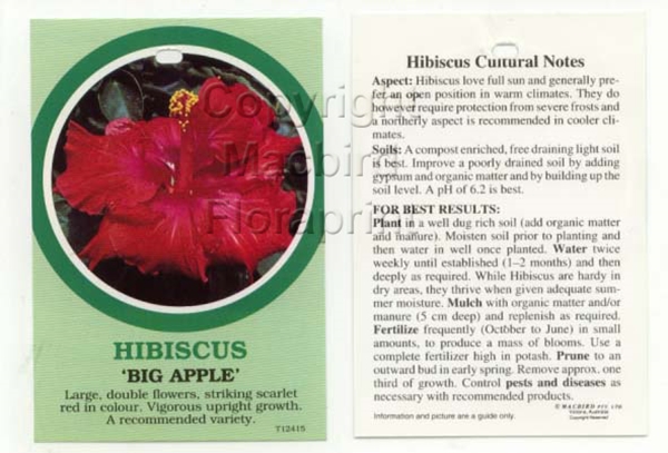 Picture of HIBISCUS BIG APPLE                                                                                                                                    