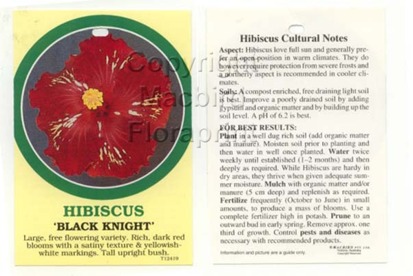 Picture of HIBISCUS BLACK KNIGHT                                                                                                                                 