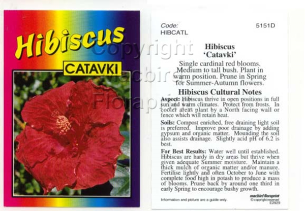 Picture of HIBISCUS CATAVKI                                                                                                                                      