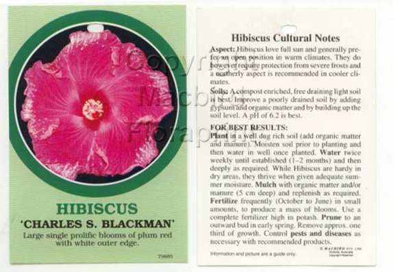 Picture of HIBISCUS CHARLES S BLACKMAN                                                                                                                           