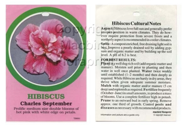 Picture of HIBISCUS CHARLES SEPTEMBER                                                                                                                            