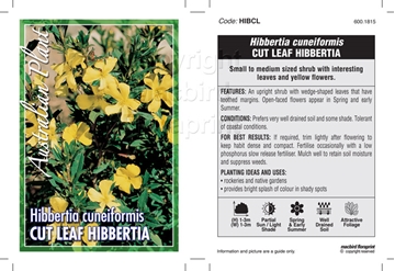 Picture of HIBBERTIA CUNEIFORMIS CUT LEAF HIBBERTIA                                                                                                              