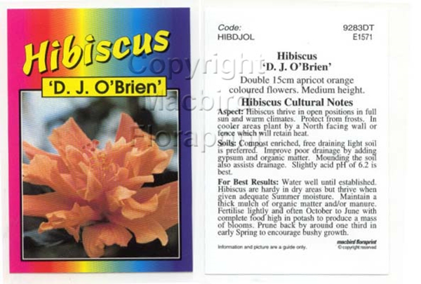 Picture of HIBISCUS D J O BRIEN                                                                                                                                  