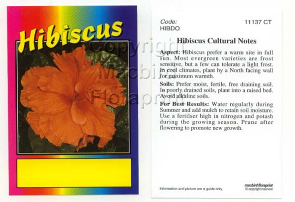 Picture of HIBISCUS DOUBLE ORANGE (UNNAMED VARIETY)                                                                                                              