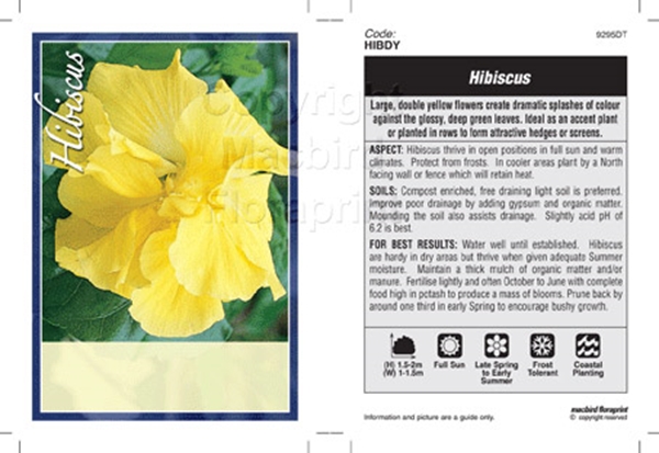 Picture of HIBISCUS DOUBLE YELLOW (UNNAMED VARIETY)                                                                                                              