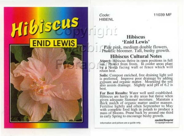 Picture of HIBISCUS ENID LEWIS                                                                                                                                   