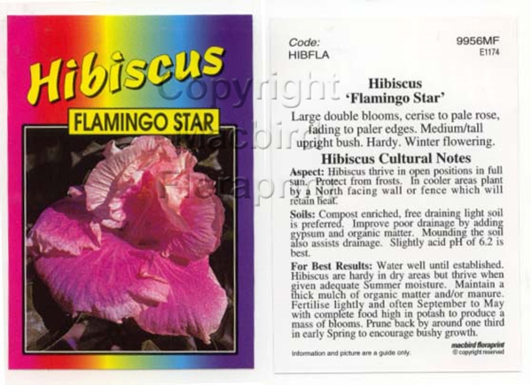 Picture of HIBISCUS FLAMINGO STAR                                                                                                                                