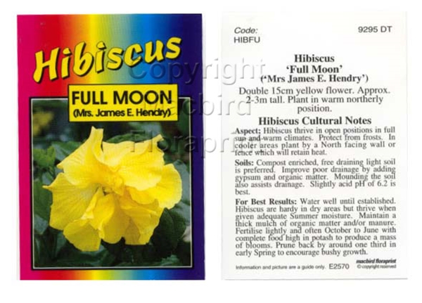Picture of HIBISCUS FULL MOON                                                                                                                                    