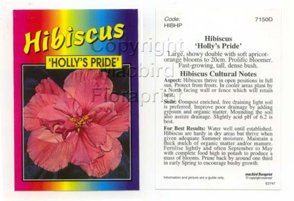 Picture of HIBISCUS HOLLYS PRIDE                                                                                                                                 