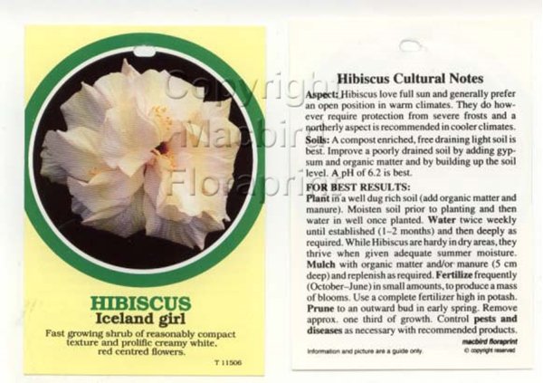 Picture of HIBISCUS ICELAND GIRL                                                                                                                                 